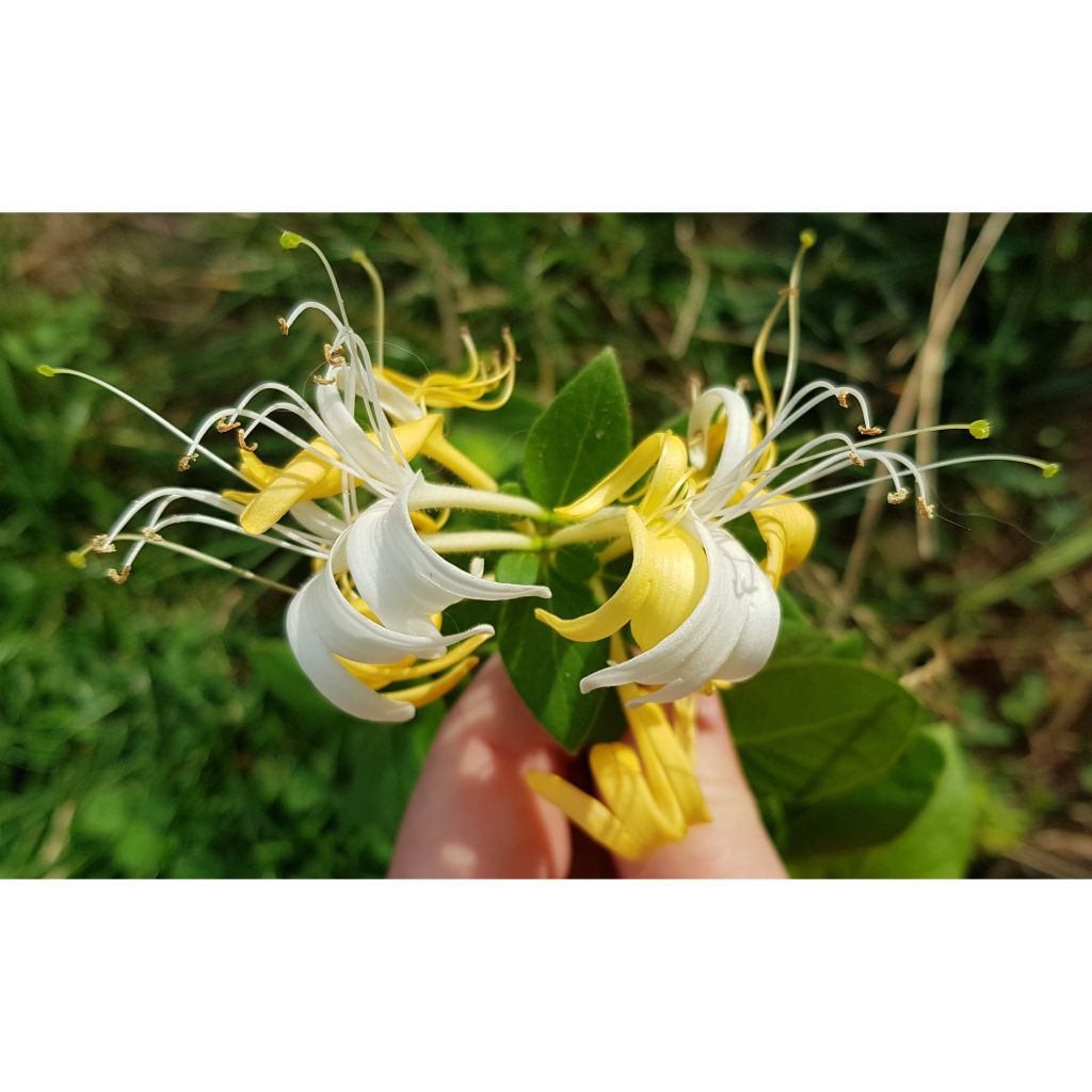 Lonicera japonica Hall's Prolific - Japanse kamperfoelie