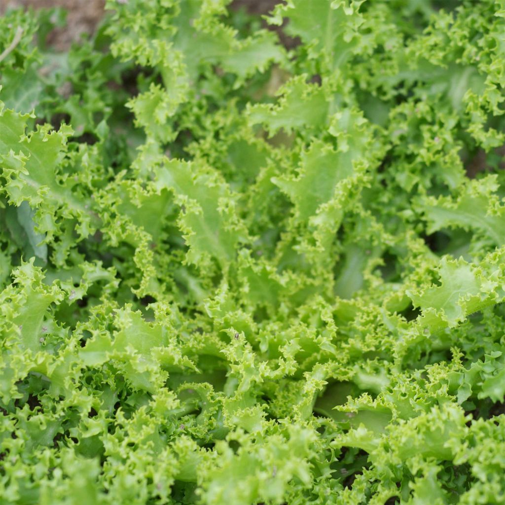 Chicorée frisée Wallonne AB - Ferme de Ste Marthe
