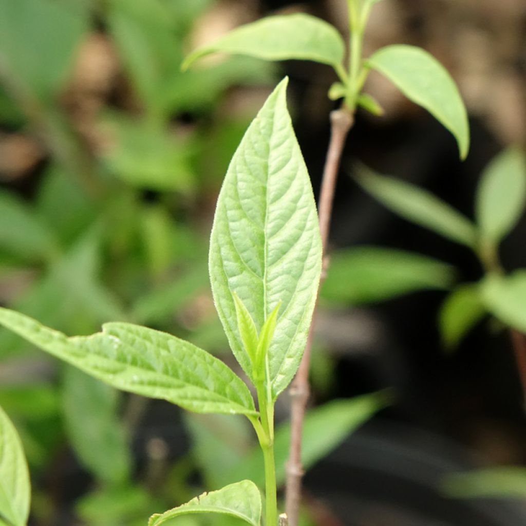 Chimonanthus praecox - Meloenboompje