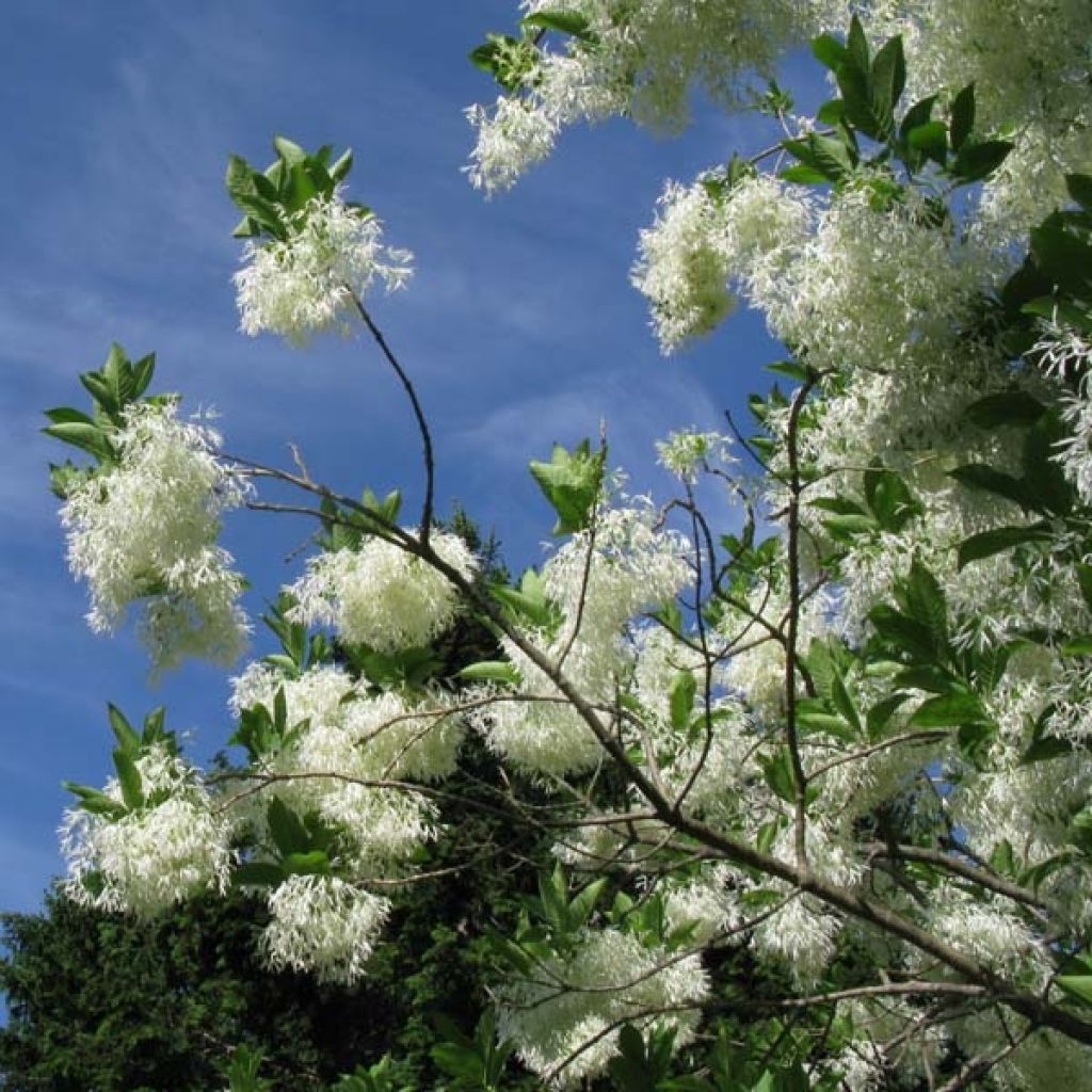 Chionanthus virginicus - Sneeuwvlokkenboom
