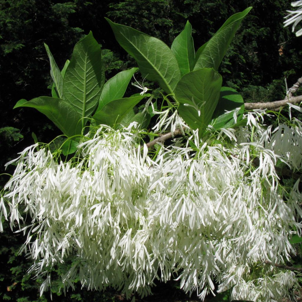 Chionanthus virginicus - Sneeuwvlokkenboom