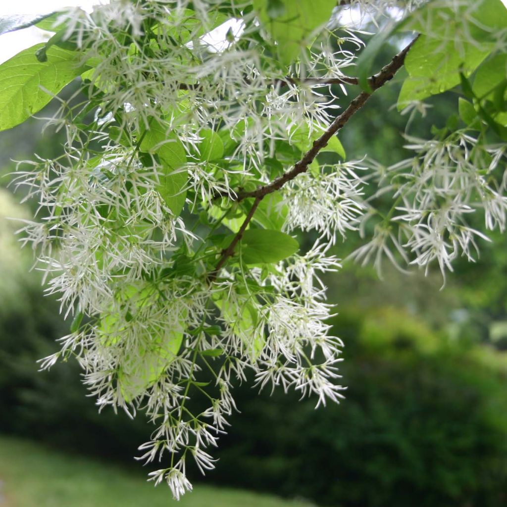 Chionanthus virginicus - Sneeuwvlokkenboom