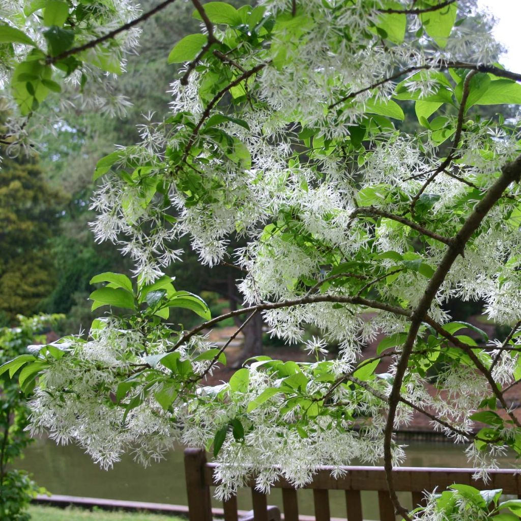 Chionanthus virginicus - Sneeuwvlokkenboom