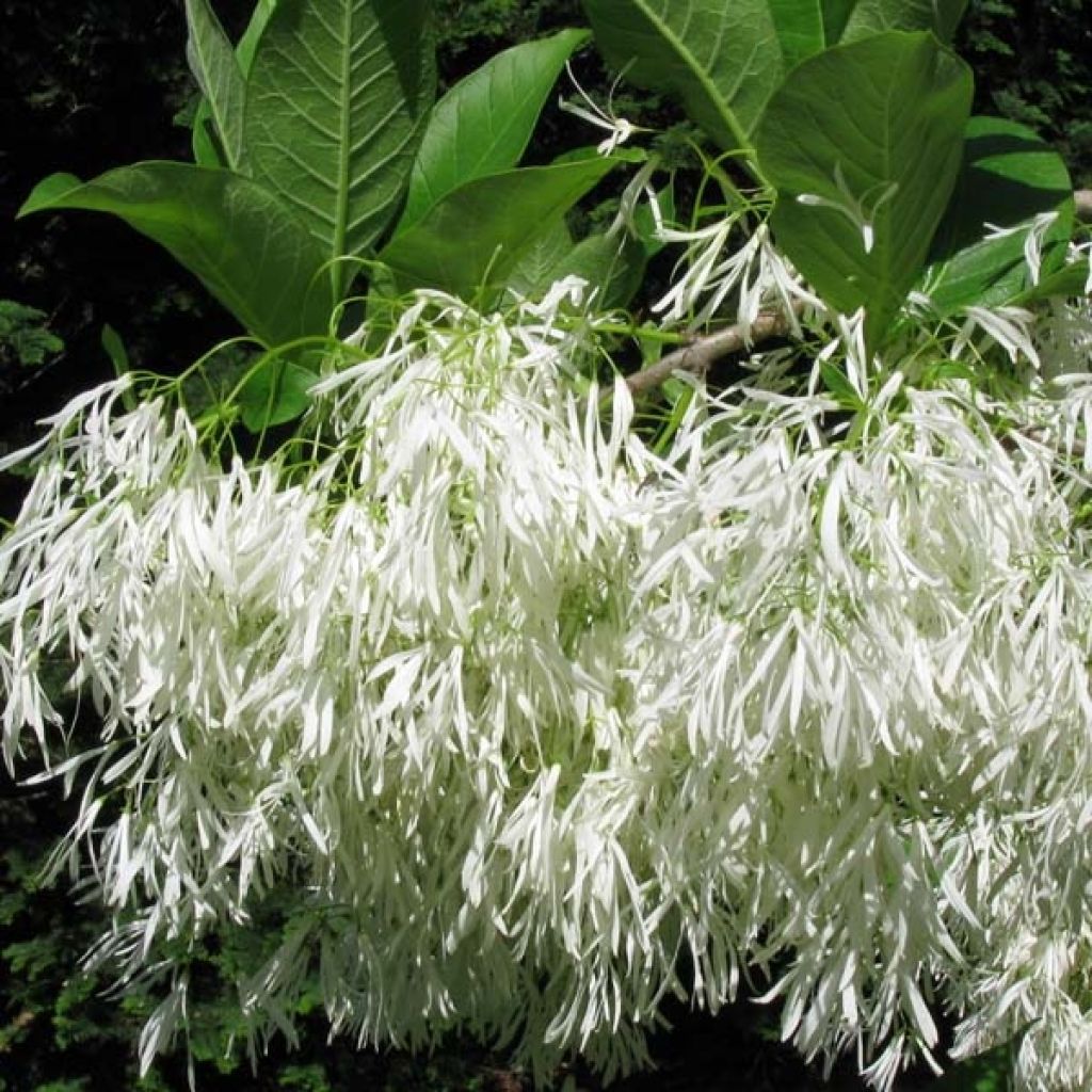 Chionanthus virginicus - Sneeuwvlokkenboom
