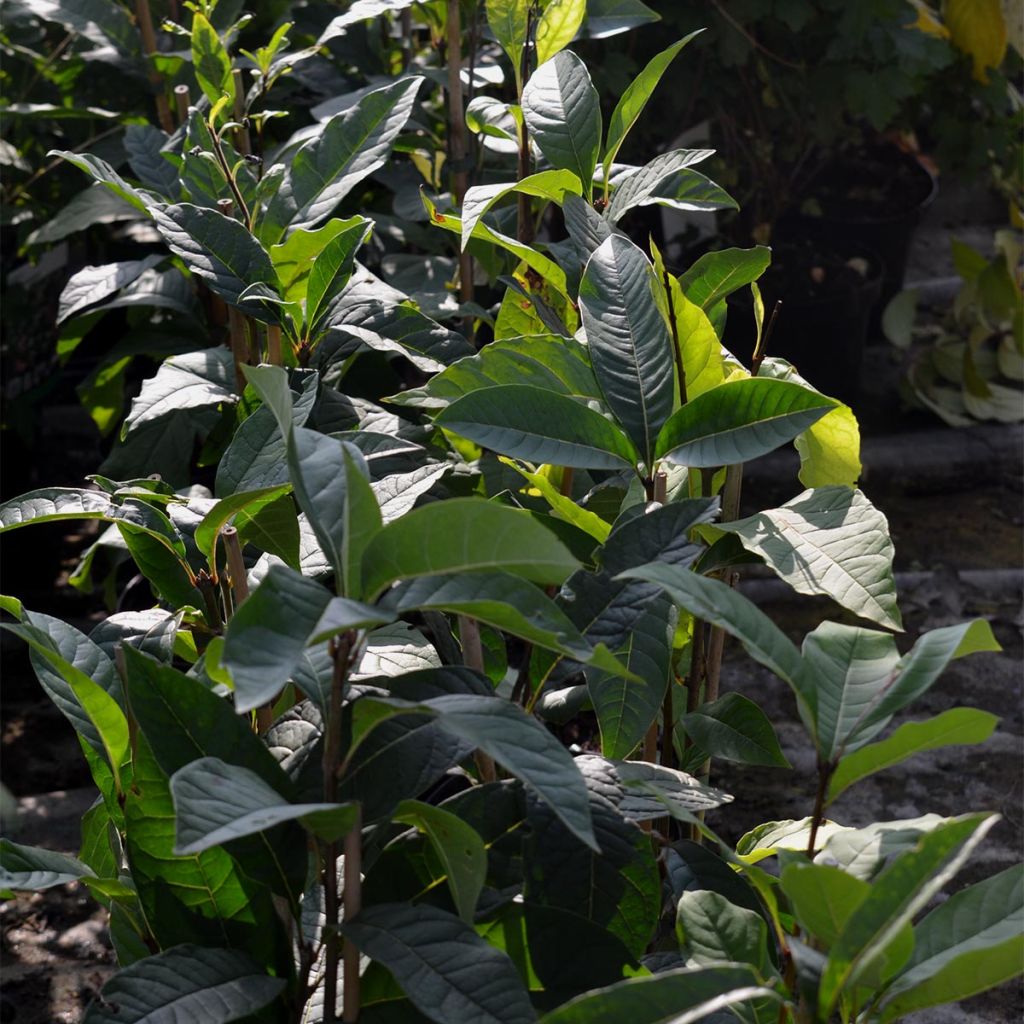 Chionanthus virginicus - Sneeuwvlokkenboom