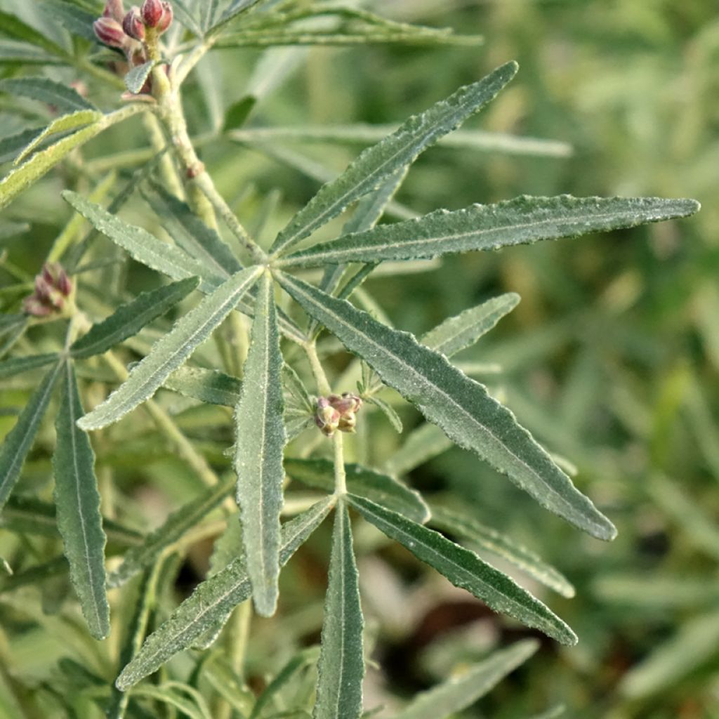 Choisya dewitteana Little Bee - Mexicaanse oranjebloesem