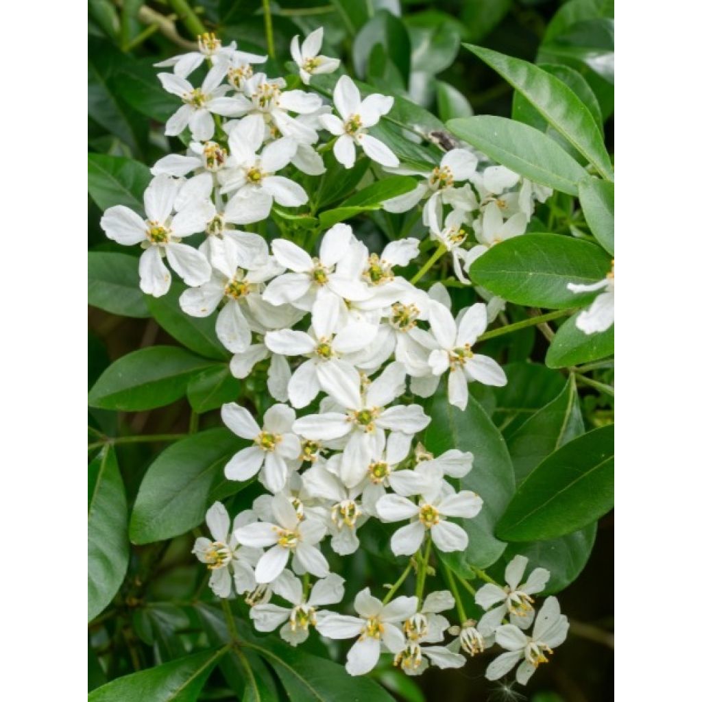 Choisya ternata - Mexicaanse oranjebloesem