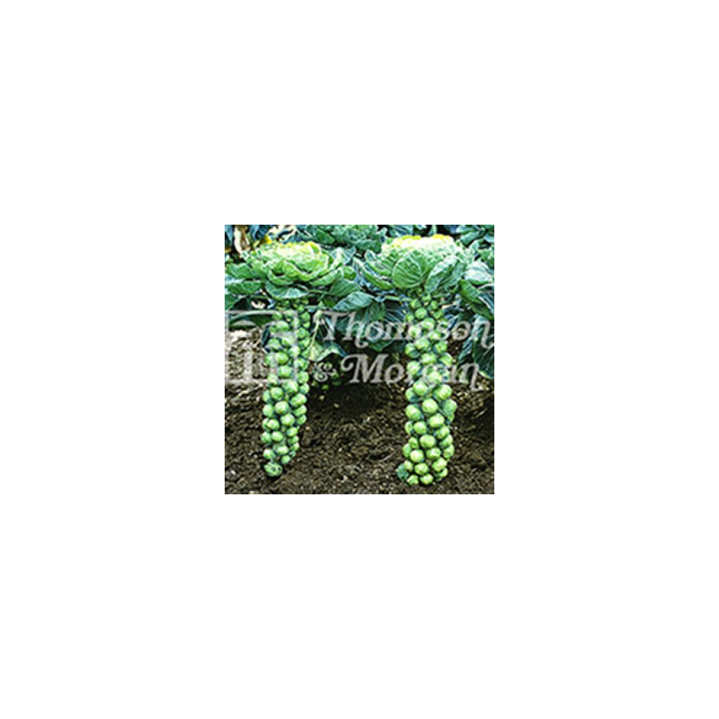 Chou de Bruxelles Bosworth F1