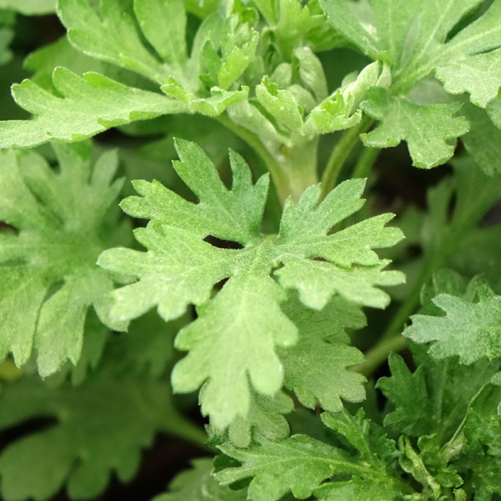 Chrysanthemum indicum Cedie Mason - Tuinchrysant