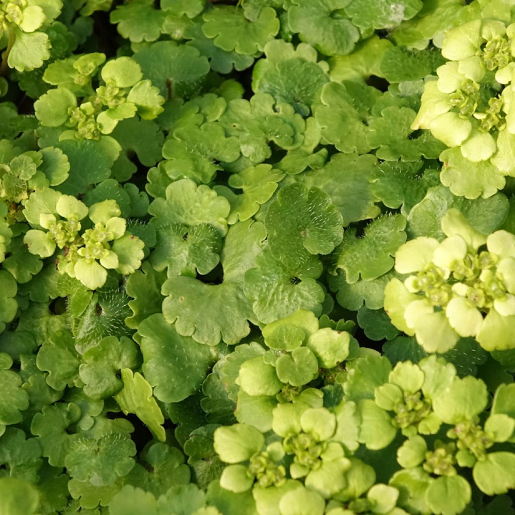 Chrysosplenium alternifolium - Verspreidbladig goudveil