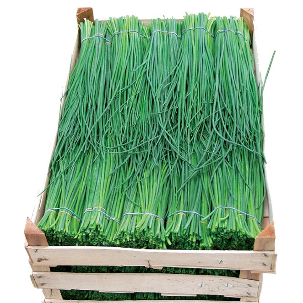 Bieslook Polyvert BIO (jonge planten in perspotjes) - Allium schoenoprasum