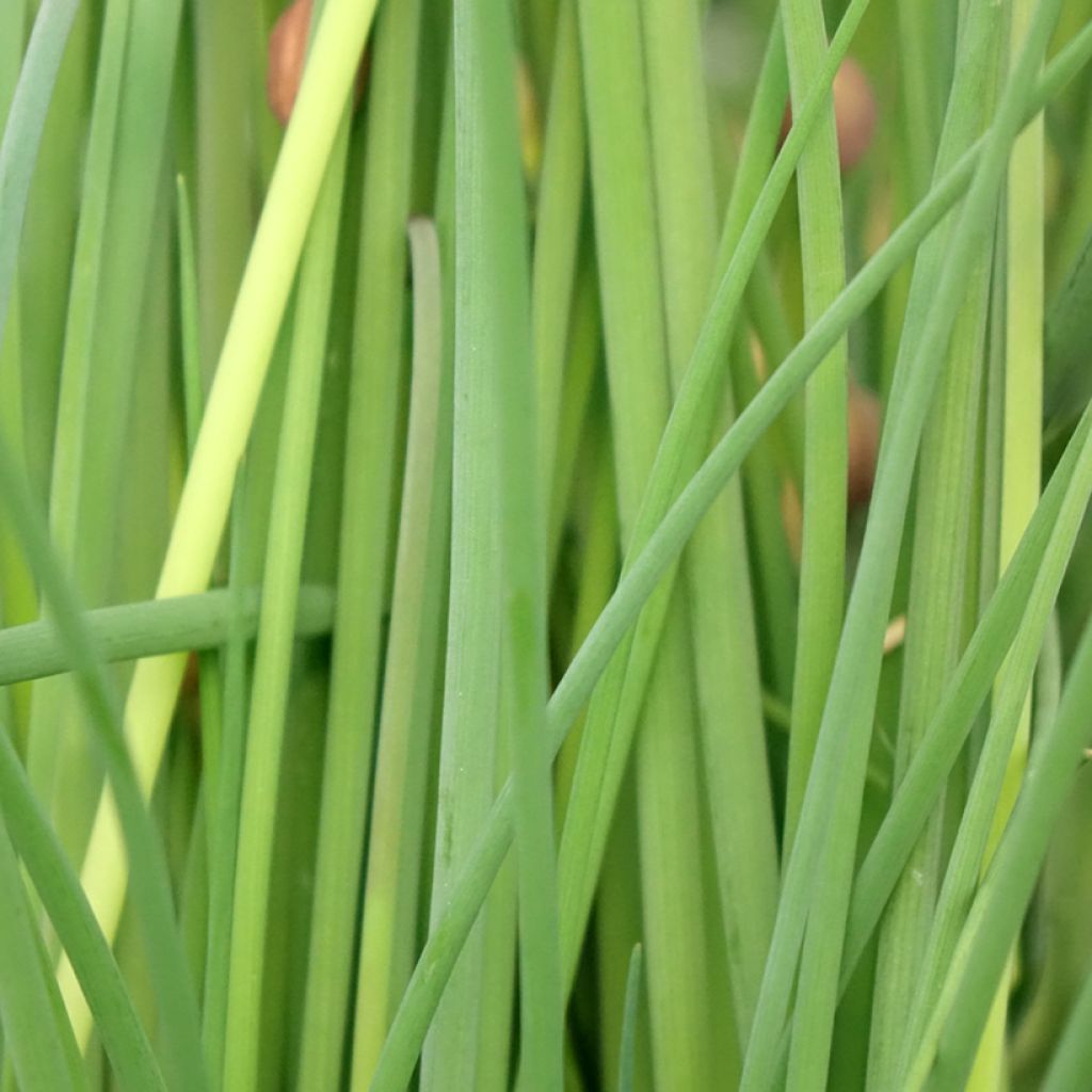 Bieslook BIO - Allium schoenoprasum (pootgoed)