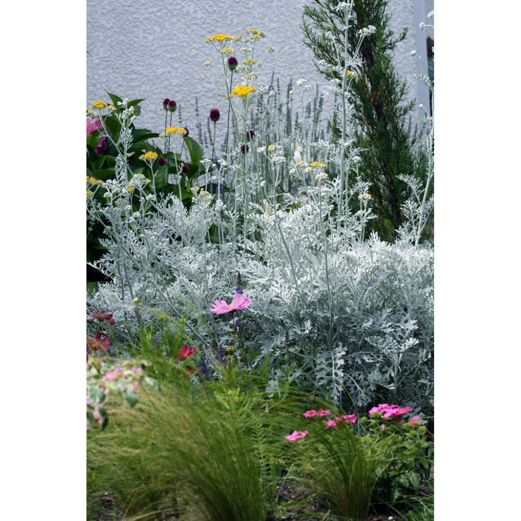 Senecio cineraria Silver Dust (plugplanten) - Zilverkruiskruid