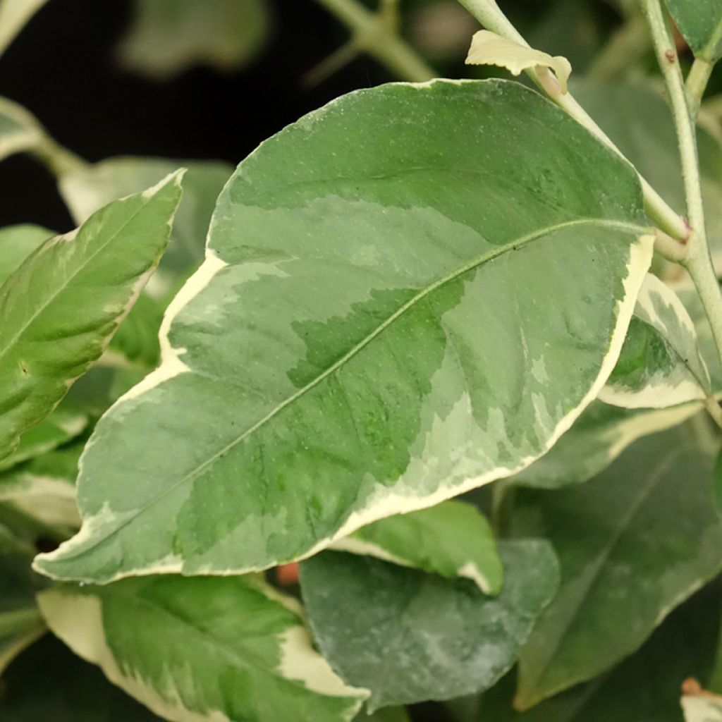 Bontbladige citroenboom