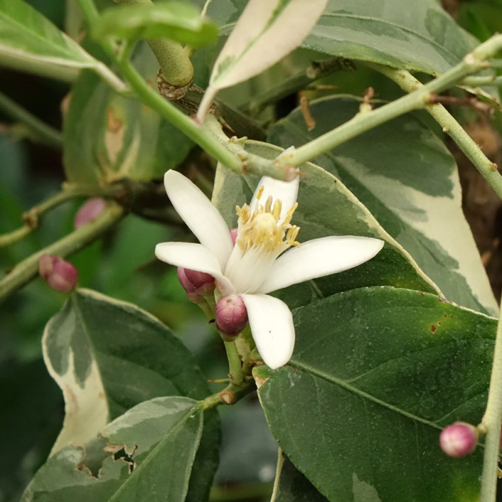 Bontbladige citroenboom