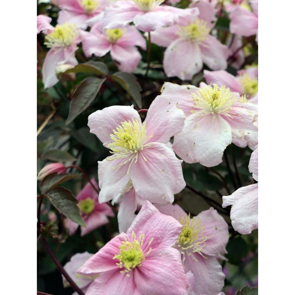 Clematis montana Mayleen - Bergbosrank