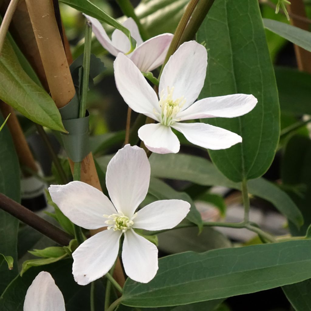 Clematis armandii Apple Blossom - Groenblijvende bosrank