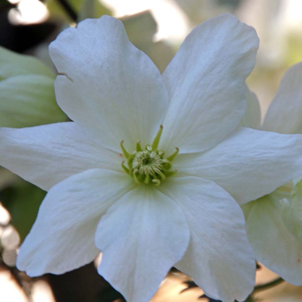 Clematis Avalanche Blavaal - Bosrank