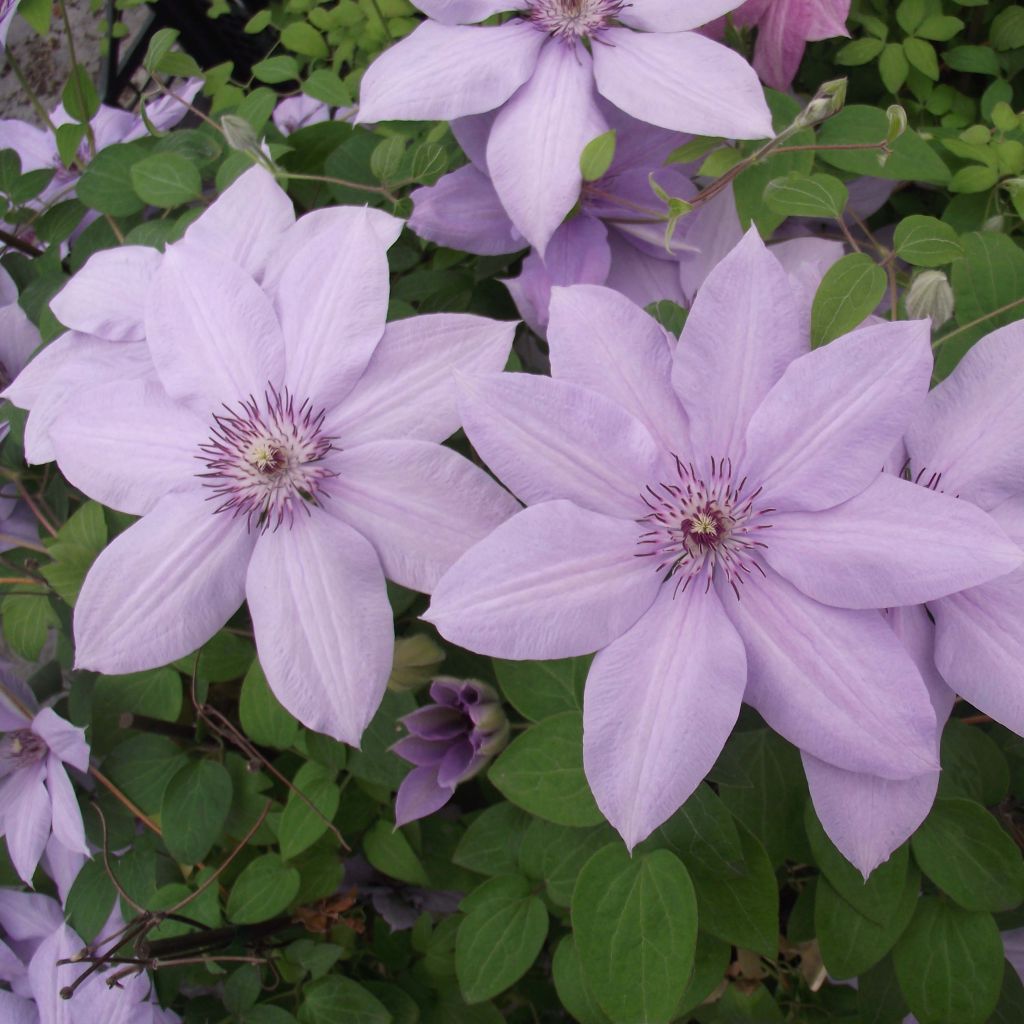 Clematis patens Bernardine - Bosrank