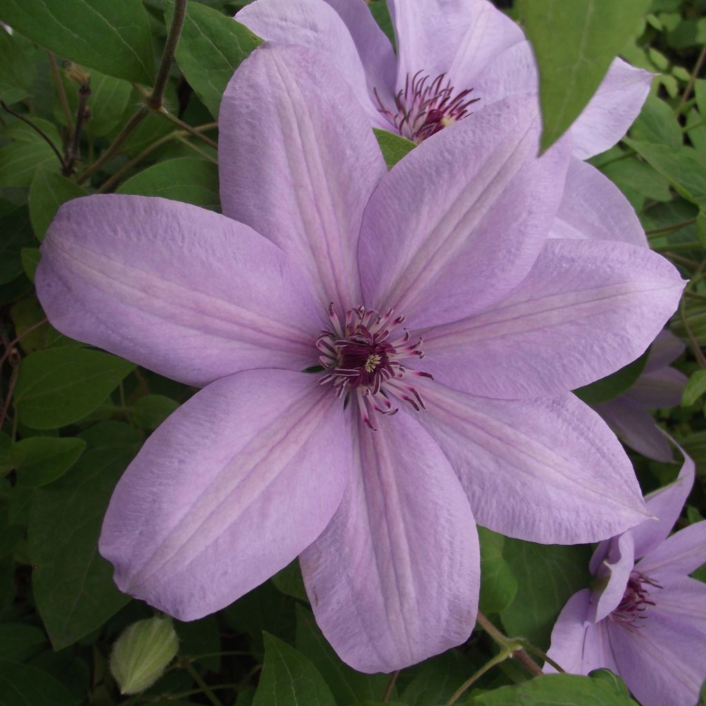 Clematis patens Bernardine - Bosrank