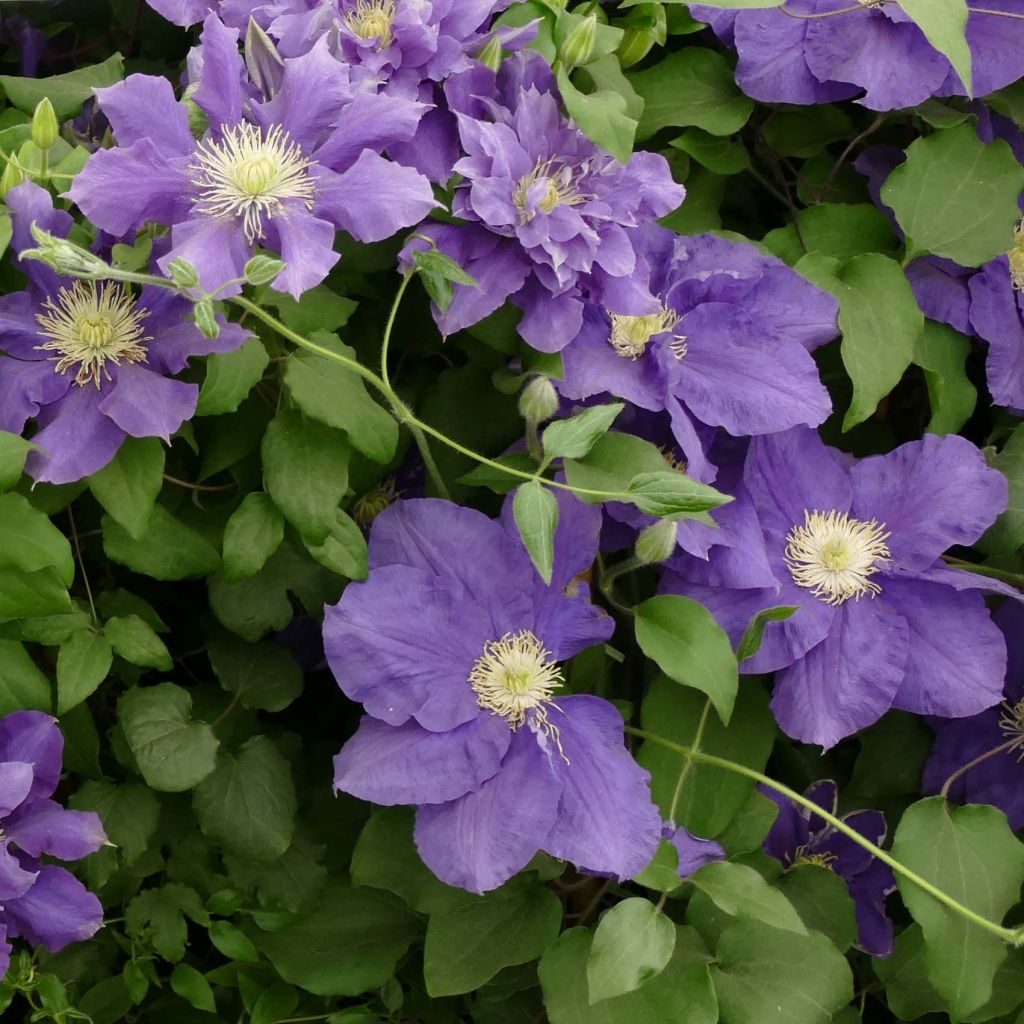 Clematis Chevalier - Grootbloemige clematis