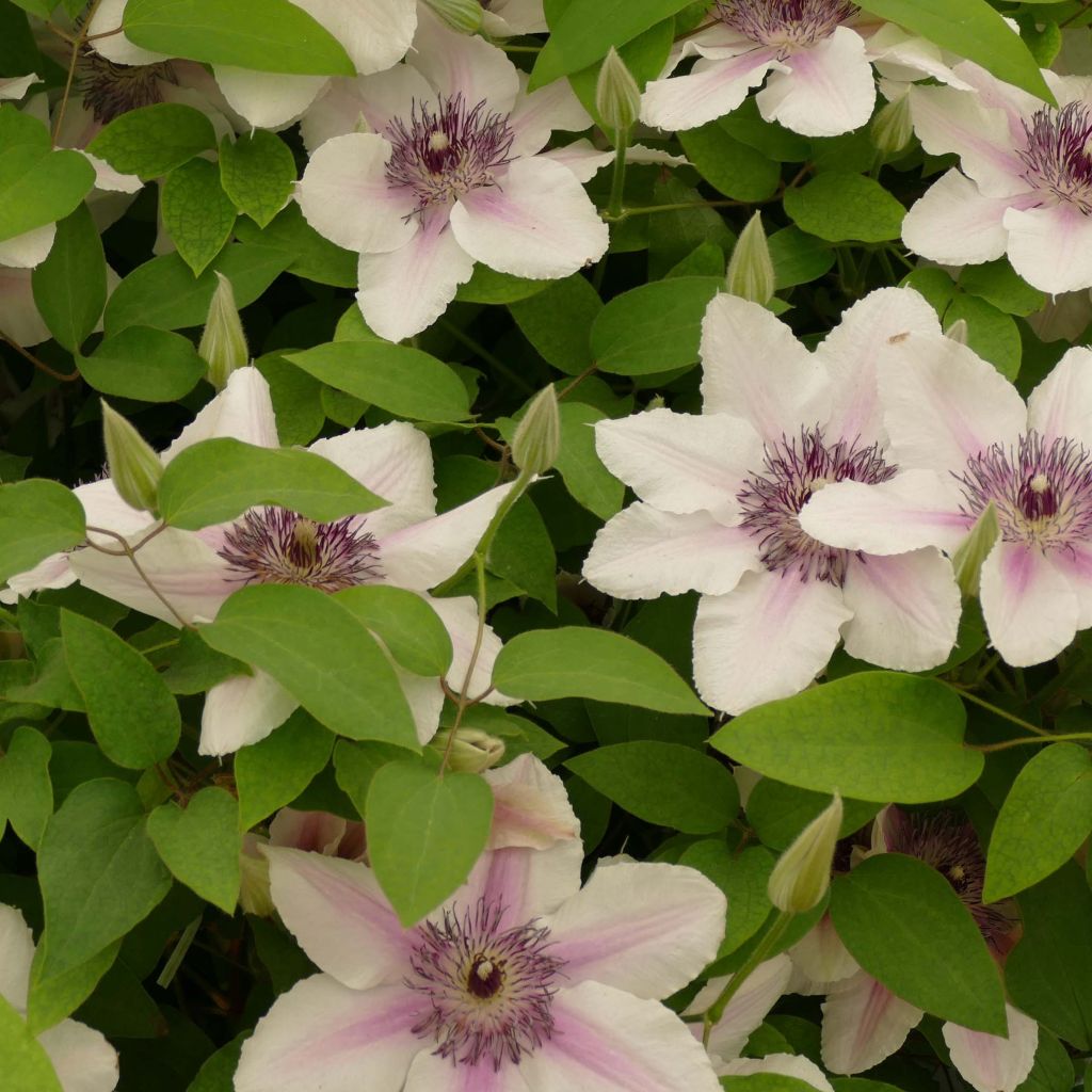 Clematis Countess of Wessex - Grootbloemige clematis