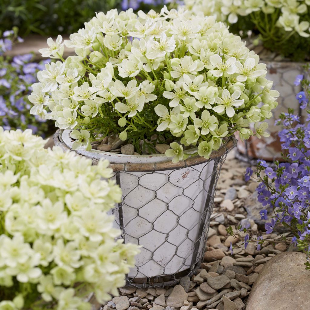 Clematis Emerald Dream - Bosrank