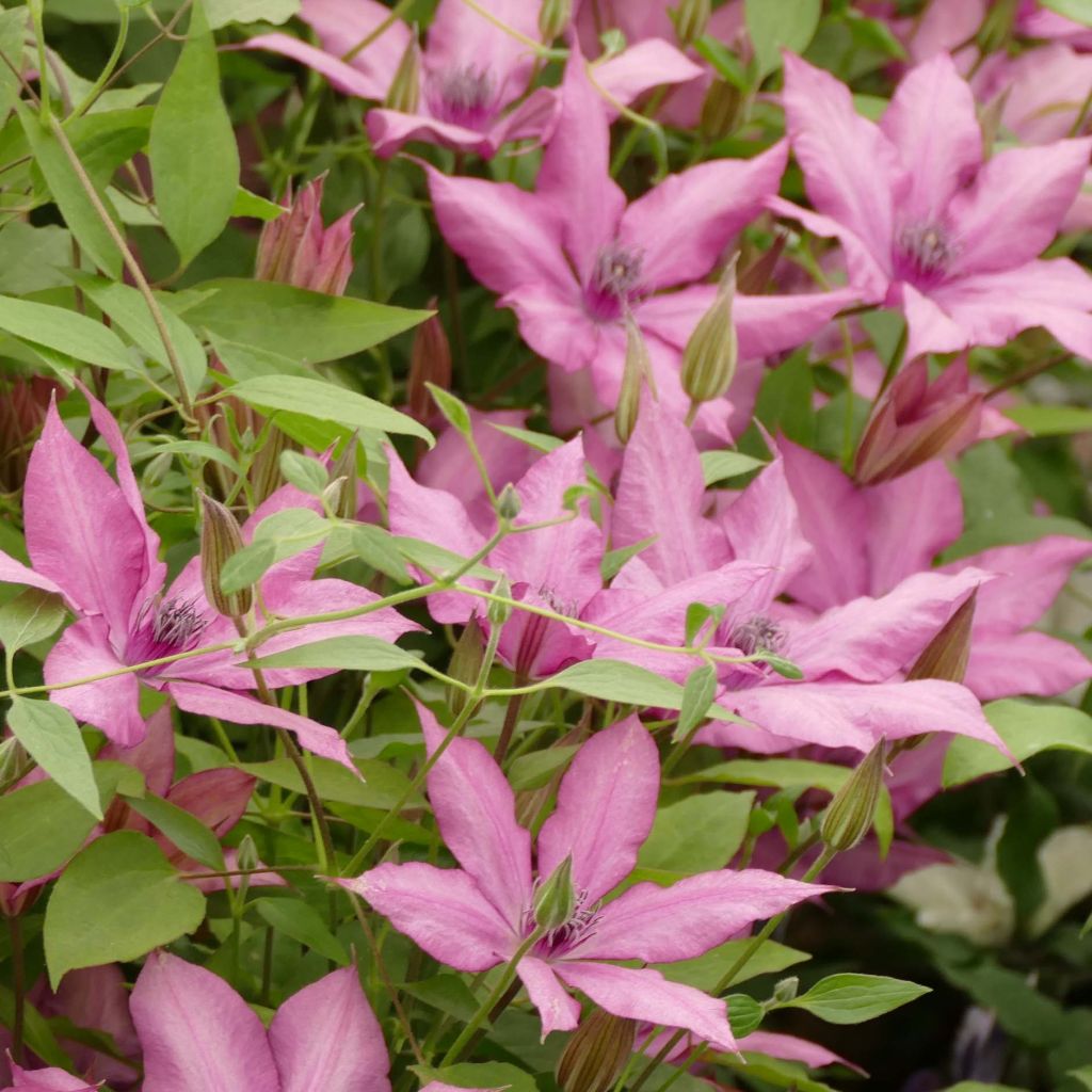 Clematis Giselle - Grootbloemige clematis