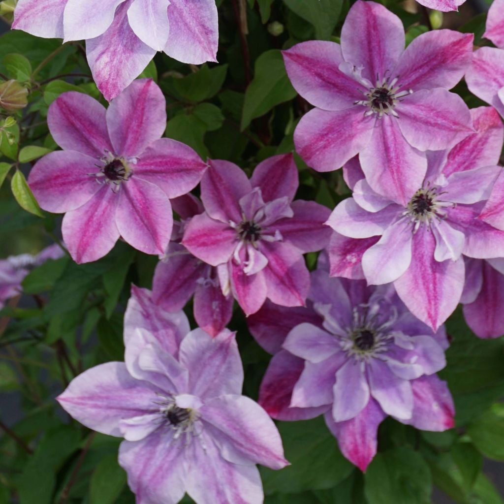 Clematis Super Cute - Italianaanse clematis