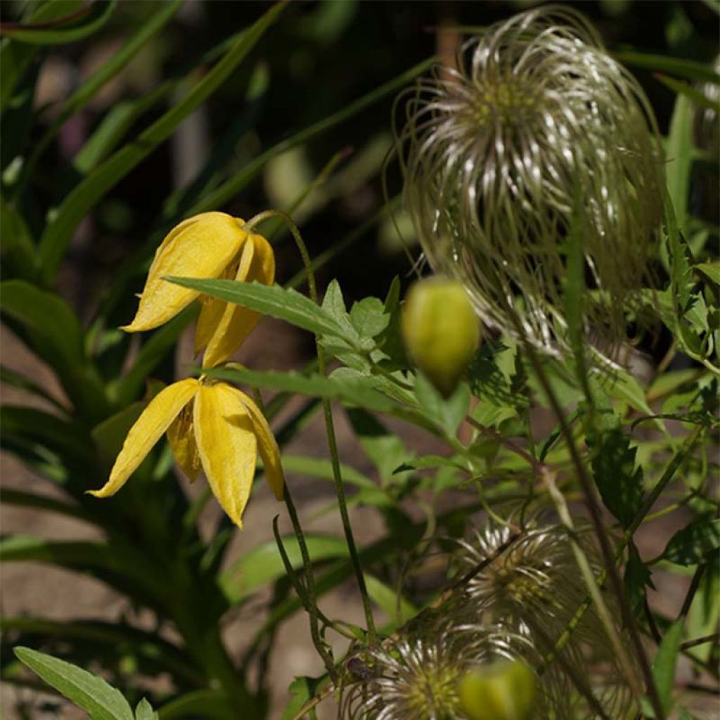 Clematis tibetana Orange Peel - Gouden bosrank
