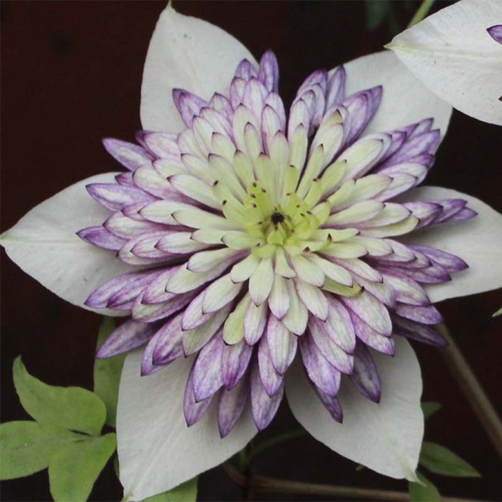 Clematis Viennetta - Bosrank