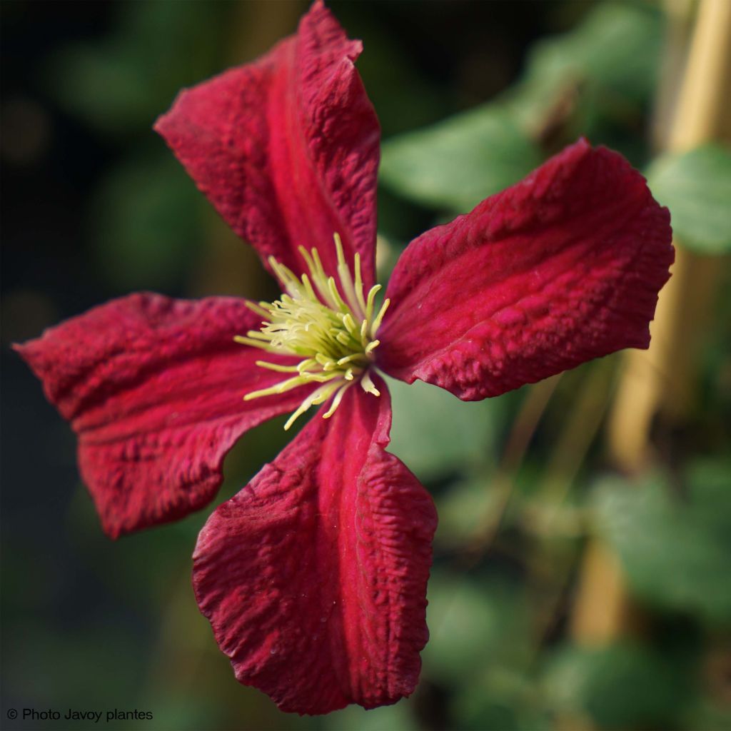 Clematis viticella Burning Love - Italiaanse clematis