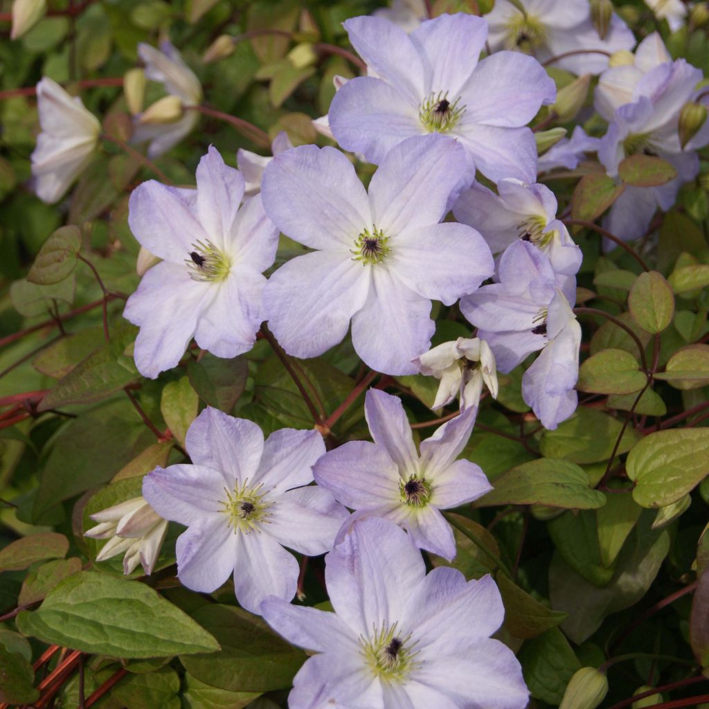 Clematis Sea Breeze - Italiaanse clematis