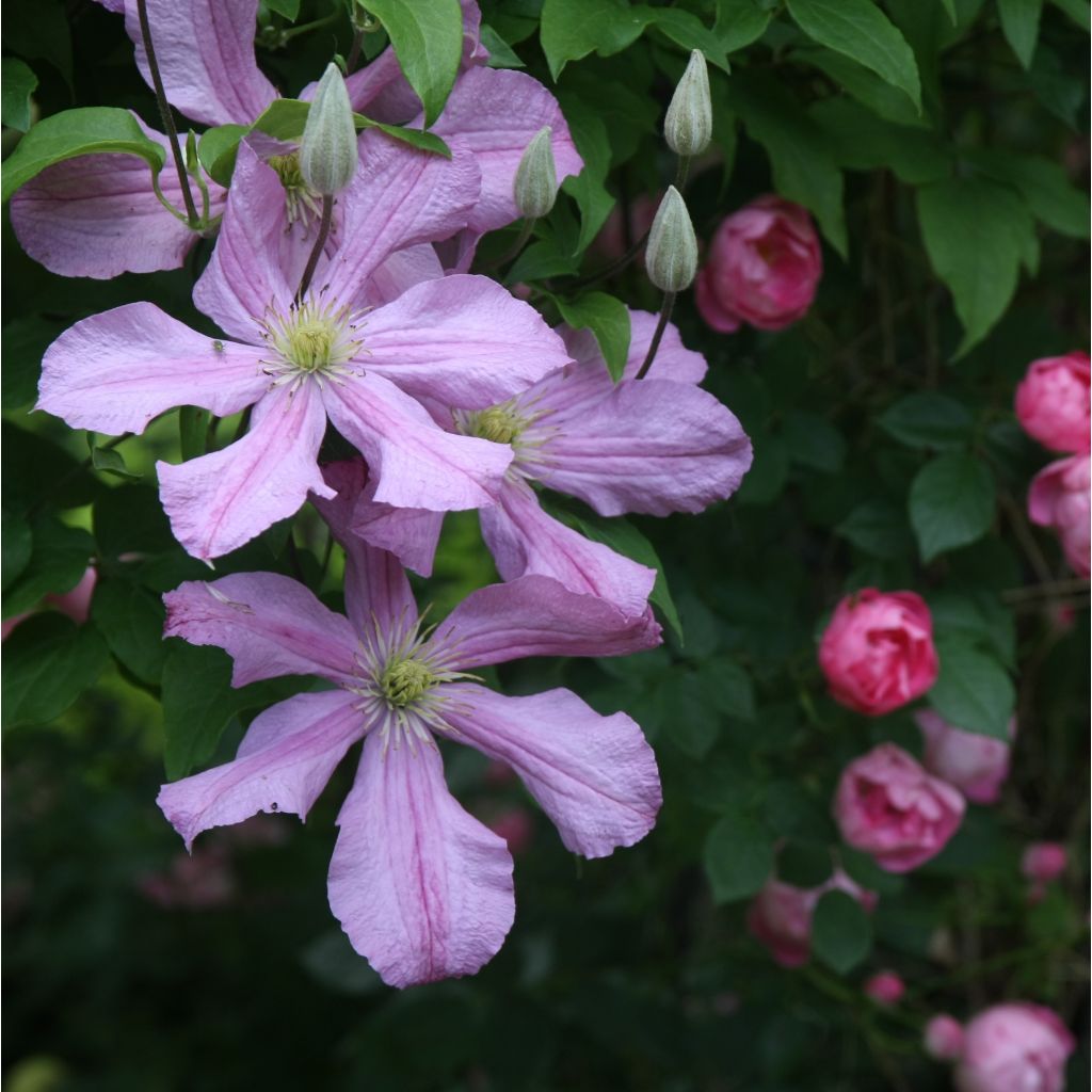 Clematis patens Comtesse de Bouchaud - Bosrank