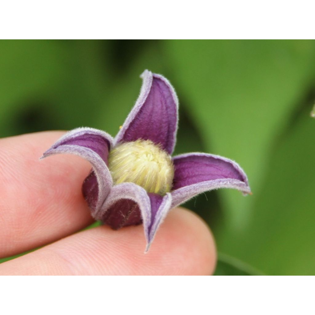 Clematis diversifolia Fascination - Kleinbloemige clematis