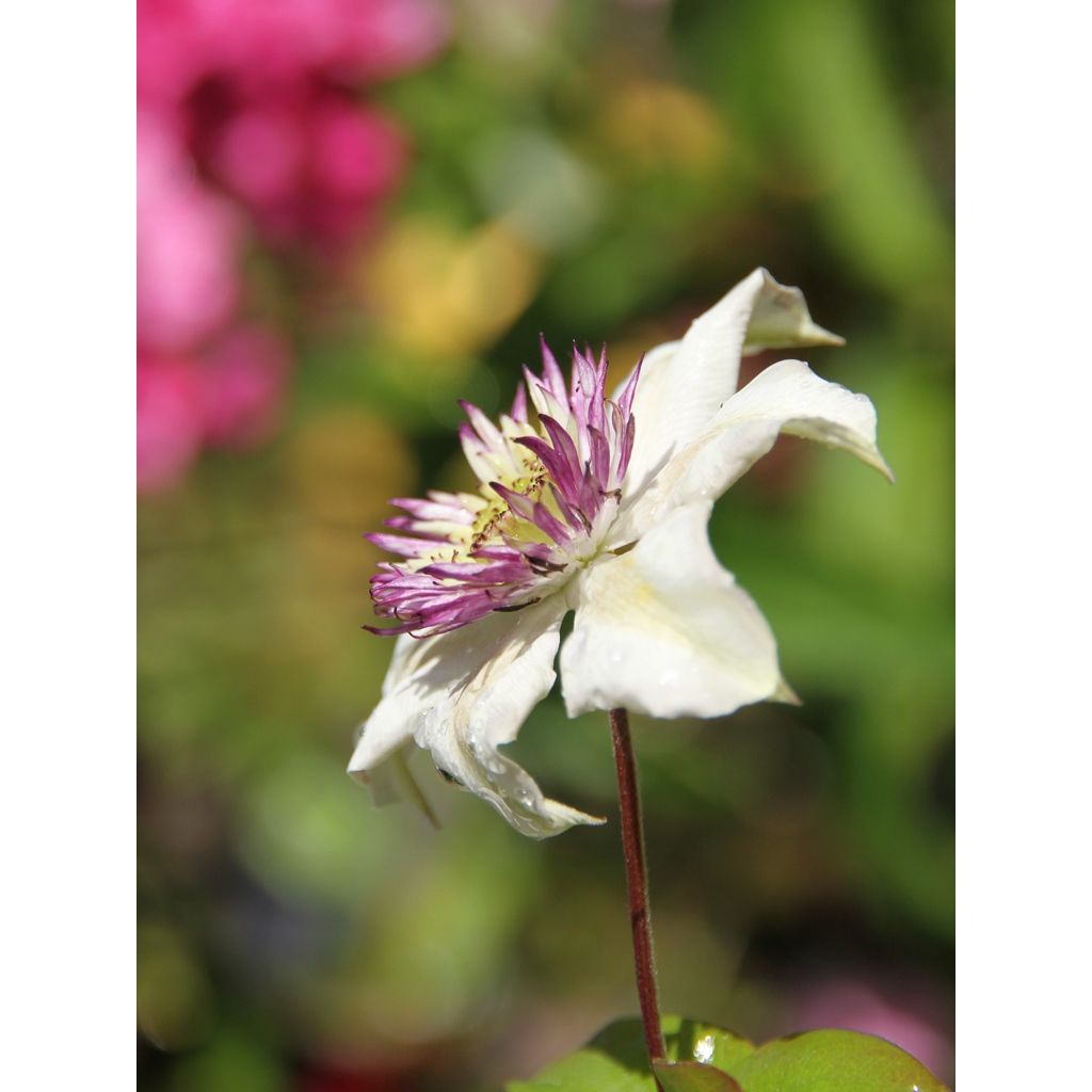 Clematis florida Sieboldii - bosrank