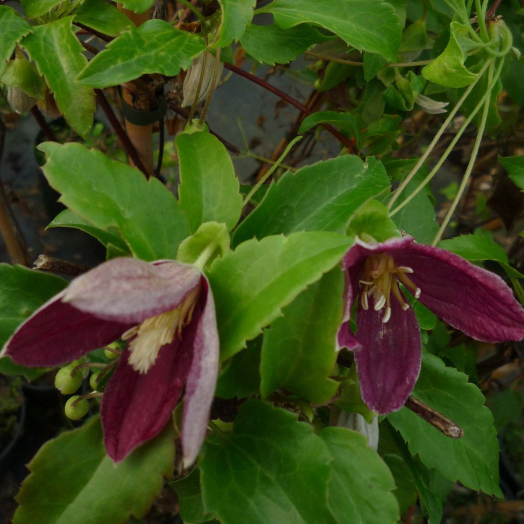 Clematis cirrhosa Lansdowne Gem - Groenblijvende bosrank