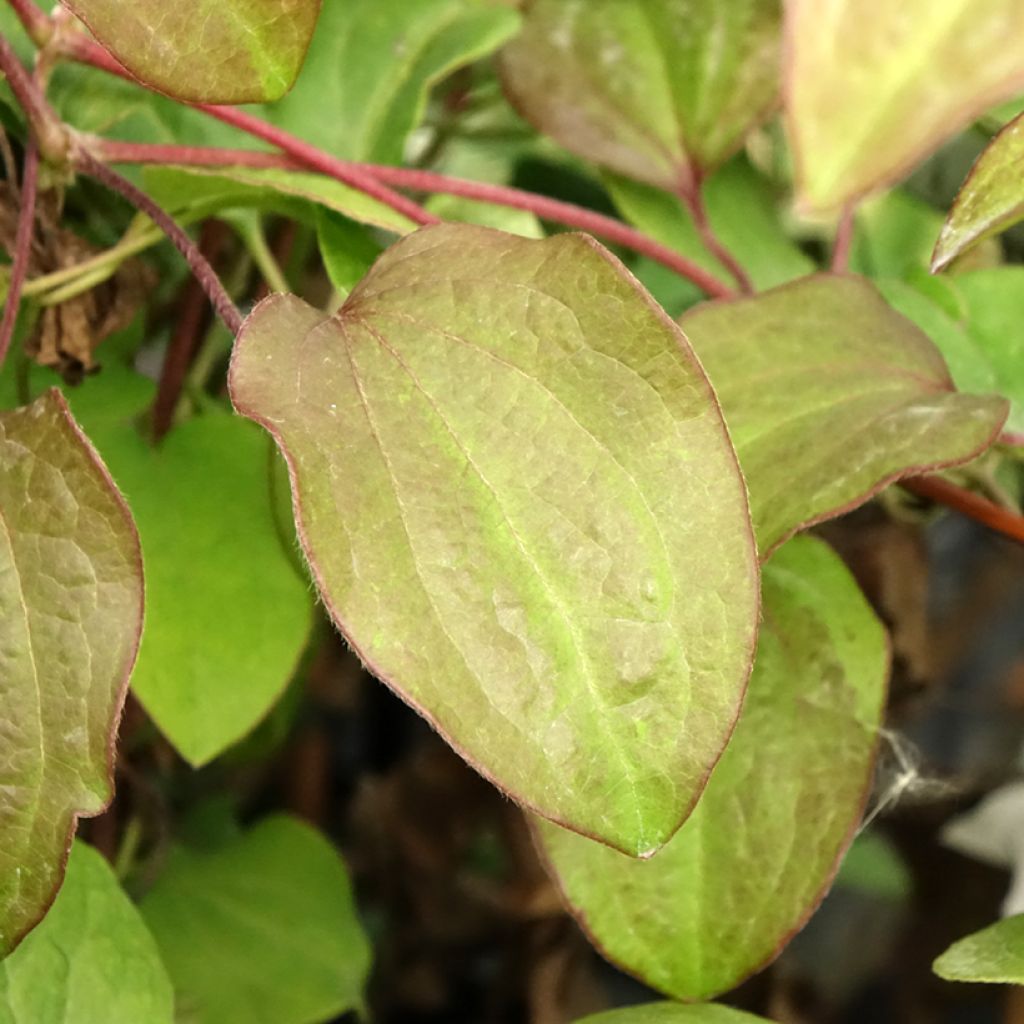 Clematis Beauty of Worcester - Grootbloemige clematis