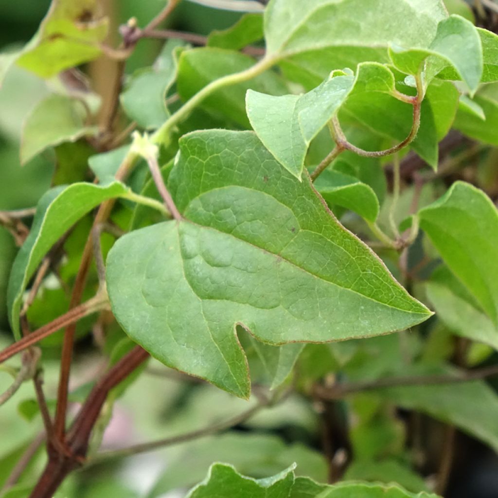 Clematis patens Caroline - Bosrank
