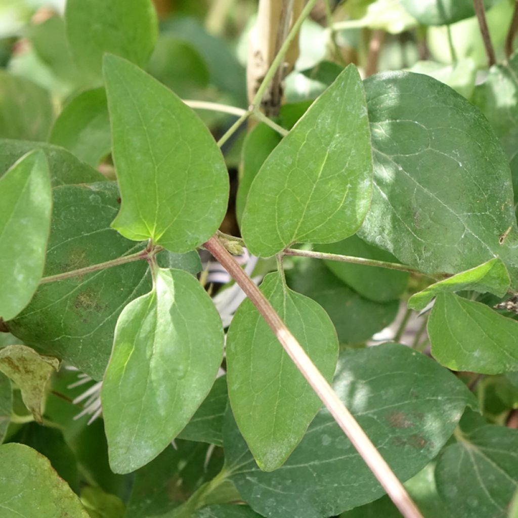 Clematis patens Crystal Fountain - Bosrank