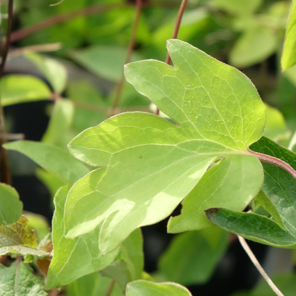 Clematis viticella Ernest Marckham - Italiaanse clematis