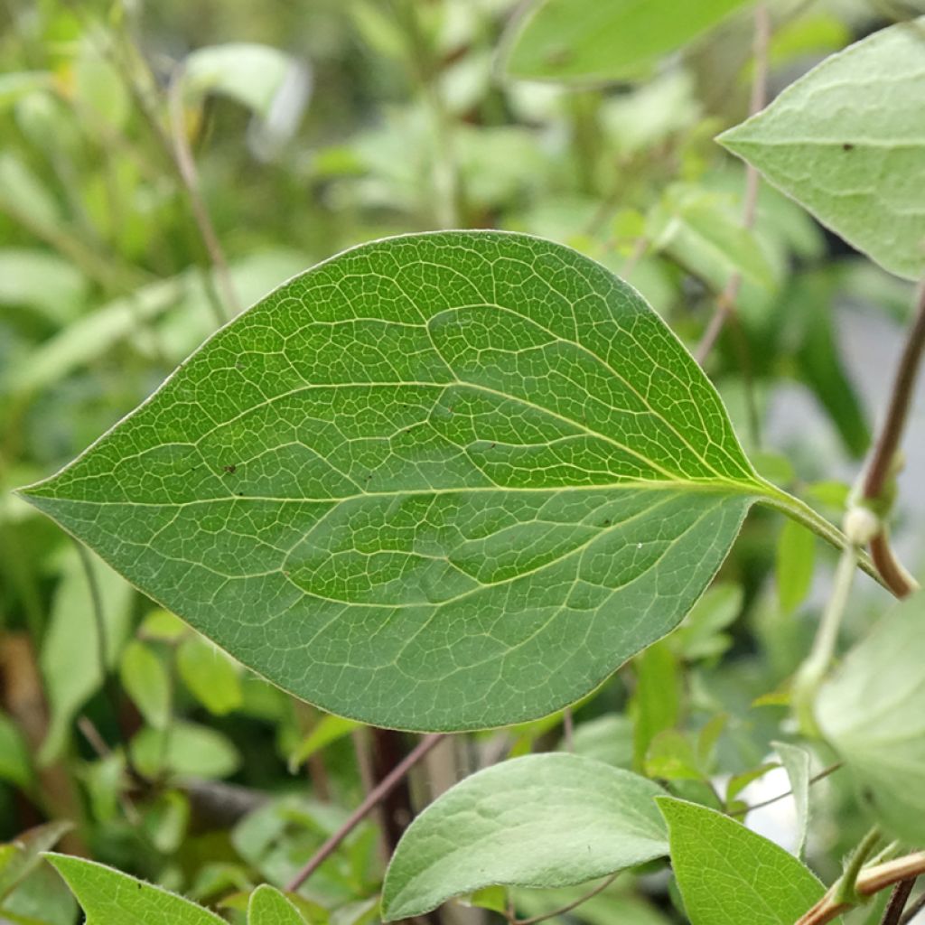 Clematis integrifolia Blue River - Struikclematis