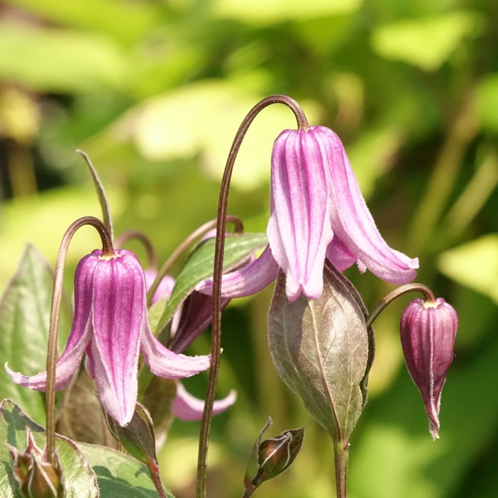 Clematis integrifolia Rosea - Struikclematis