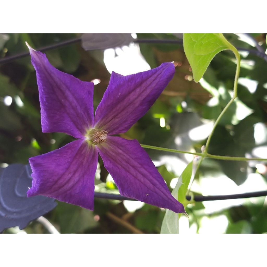 Clematis jackmanii Superba - Bosrank