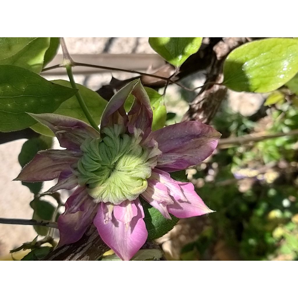 Clematis Kaiser - Grootbloemige clematis