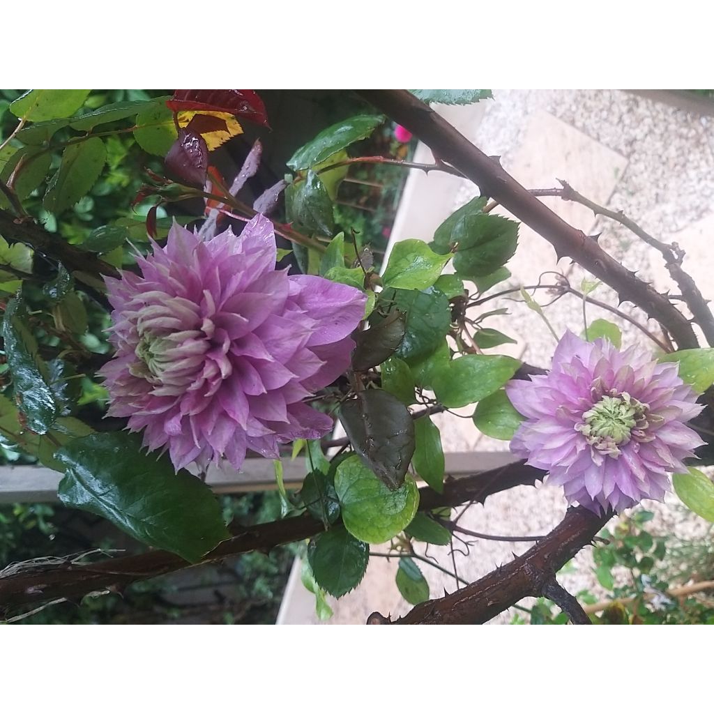 Clematis Kaiser - Grootbloemige clematis