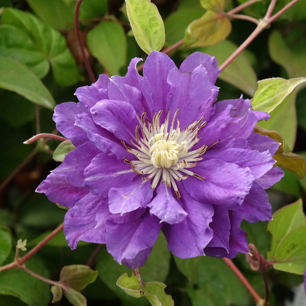 Clematis patens Kiri Te Kanawa - Bosrank