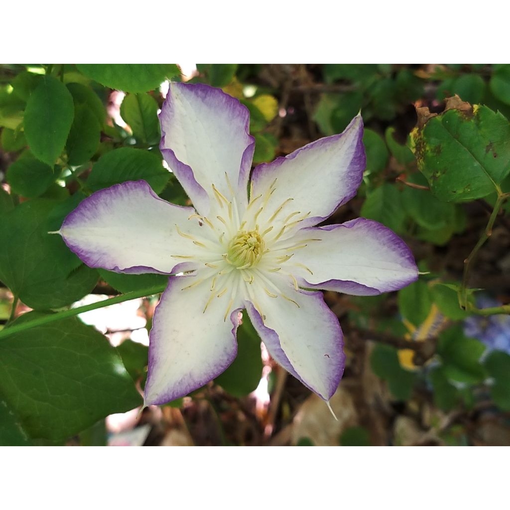Clematis jackmanii Lucky Charm - Bosrank