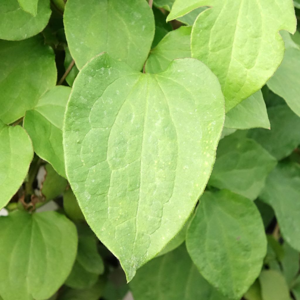 Clematis Mrs Cholmondeley - Grootbloemige clematis