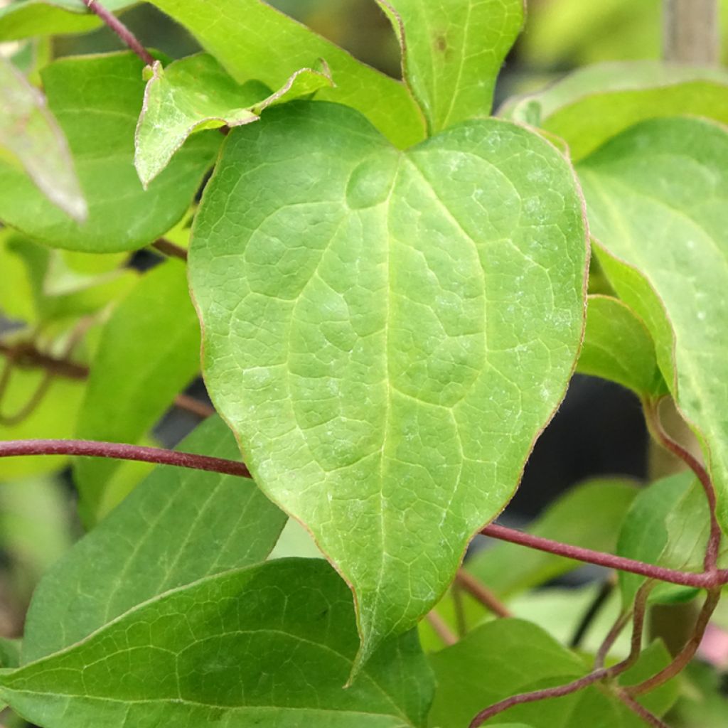 Clematis Mrs. Georges Jackman - Grootbloemige clematis